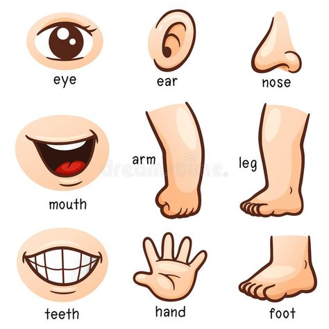 Part of body vector illustration Body Parts For Kids, Body Preschool, Materi Bahasa Inggris, Body Parts Preschool, Aktiviti Kanak-kanak, English Activities For Kids, Kids Worksheets Preschool, Learning English For Kids, Flashcards For Kids