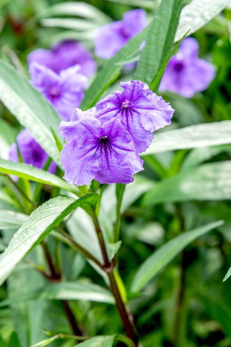 Mexican Petunias Landscaping, Mexican Petunia In Pots, Mexican Petunia Care, Mexican Petunia Landscaping, Mexican Petunias, Growing Petunias, Tulip Care, Mexican Petunia, Petunia Care