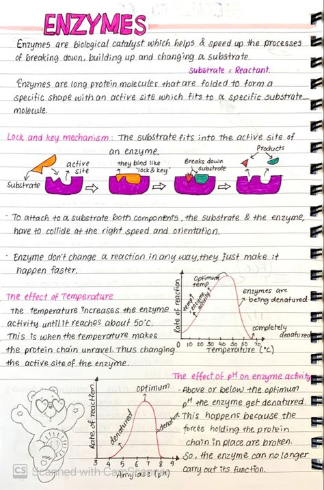 Enzymes Biology Notes Gcse, Cell Biology Notes Gcse, Bio 30 Notes, Biology Homeostasis Notes, Biology Foundation Notes, Btec Applied Science Level 3, Cell Biology Notes College, Biology Notes Igcse, Aesthetic Study Notes Biology