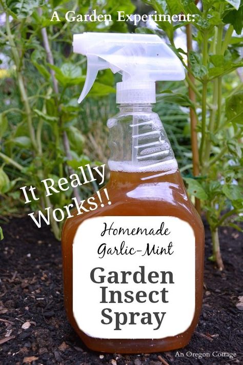 Homemade Garlic-Mint Garden Insect Spray- a natural option that really works! See before and after shots of basil and an ornamental plant to see that this garden, pet, and people safe spray will work to keep insects and more off your plants. #gardening #natural #naturalgarden #insects #pesticide #gardendiy #anoregoncottage Garden Bug Spray, Garden Pest Spray, Pest Spray, Mint Garden, Insect Spray, Garden Bugs, Garden Insects, Garden Pest Control, Organic Vegetable Garden