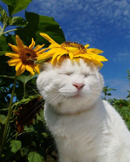 Flowers, White Cat, Sunflower, White