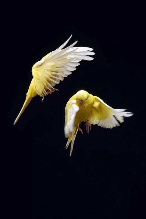 Canary Birds, Budgie Parakeet, Yellow Birds, Serin, Tattoo Project, Parakeets, Yellow Bird, Sketch Inspiration, All Birds