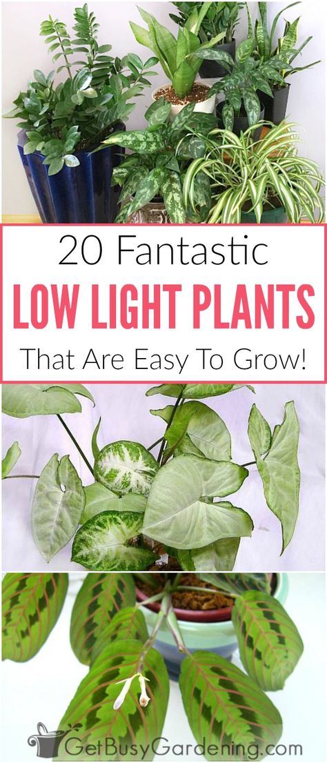 There is no such thing as real indoor plants that grow in complete darkness, but there are lots of good indoor plants that grow in low light conditions. Many of the common houseplants you can buy are low light indoor plants, and they’re easy to grow too! Here’s a list of my top picks for the best houseplants for indirect light areas of your home. #houseplants #indoorgardening #lowlightplants #getbusygardening Good Indoor Plants, Bathroom Plants Low Light, Best Houseplants, Low Light House Plants, Indoor Plants Low Light, Houseplants Low Light, Low Light Indoor Plants, Inside Garden, Trendy Plants