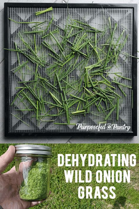 When life gives you clusters of Wild Onion Grass in the yard, learn to dehydrate Wild Onion Grass to stock your pantry with a seasoning similar to chives! Onion Grass Recipe, Wild Onions In Yard, Wild Onions Recipes, Apothecary Cafe, Drying Chives, Vegetable Powders, Onion Benefits, Spring Herbs, Wild Crafting