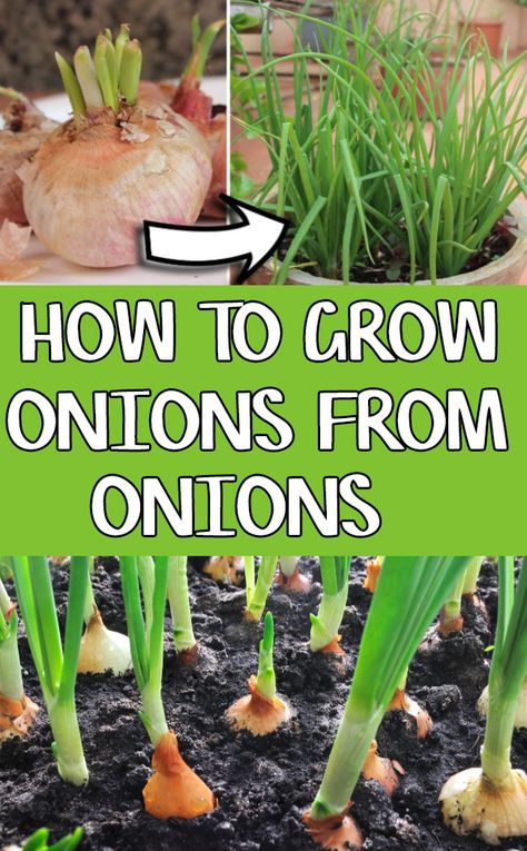 Growing Onions using onion seeds at home. Onion sets are mini onion bulbs that are marketed solely for planting purpose. When you start to plant it, they grow into a complete actual onion size bulb after for about in three development months. Onion plants are at least 4 inches tall in raised beds. Planting Onions Bulbs, Flowers Arrangements Simple, Flower Arrangements Decor, Flowers Arrangements Wedding, Simple Flower Arrangements, Flowers Arrangements Ideas, Flower Arrangements Ideas, Grow Onions, Green Onions Growing