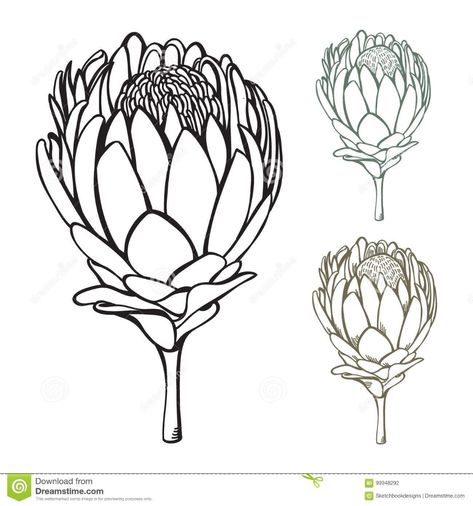 Hand Drawn Protea Vector Illustration ... King Protea Flower, Protea Plant, Artichoke Flower, Protea Art, King Protea, Protea Flower, Lino Art, Flower Outline, Abstract Flower Art