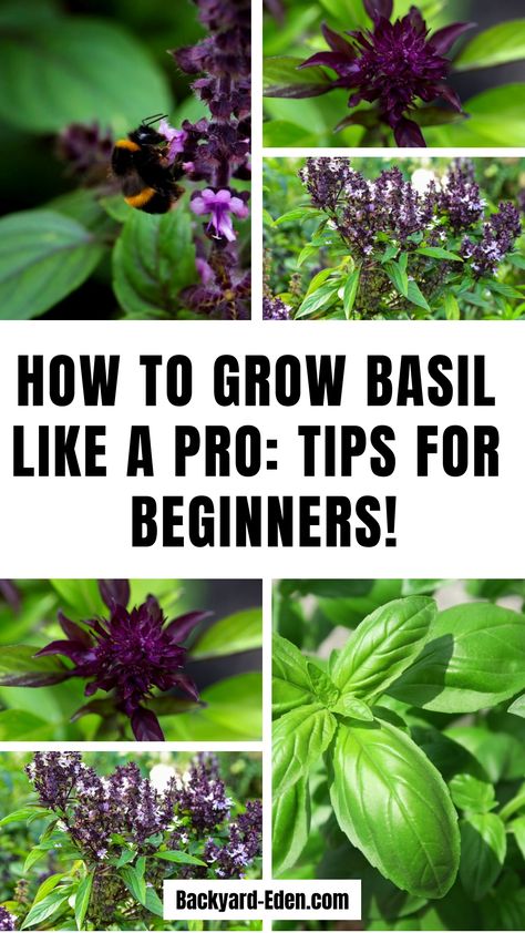 🌿 How to Grow Basil 🌿 Discover how easy it is to grow fresh, flavorful basil at home with these simple tips! 🌱 From planting seeds to caring for your plants, this guide covers everything you need to know to cultivate lush, aromatic basil right in your garden or on your windowsill. Perfect for beginners and experienced gardeners alike, these tips will have you harvesting fresh basil for your favorite dishes in no time! 🌞🍃 Indoor Basil Plant Care, How To Harvest Basil, How To Grow Basil, Caring For Basil Plant, Basil Care, Growing Basil Indoors, Grow Basil, Harvesting Basil, Purple Basil