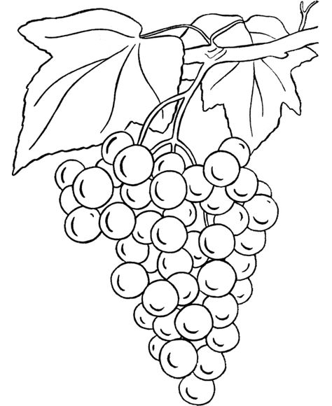 Grapes Coloring Pages - Best Coloring Pages For Kids Grape Drawing, Fruit Coloring Pages, Bunch Of Grapes, Grape Color, صفحات التلوين, Pola Sulam, Grape Bunch, Stained Glass Patterns, Coloring Book Pages