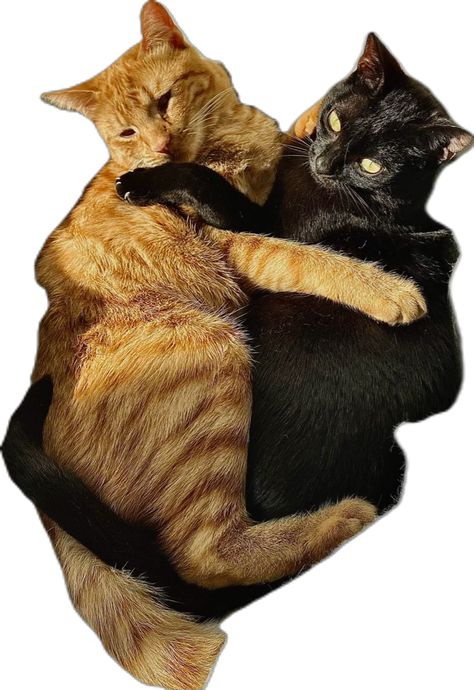 cute | cuddles | orange cat | ginger cat | black cat | cuddling | love | best friends | brothers | aesthetic | pet Cute Cuddles, Brothers Aesthetic, Cat Ginger, Ginger Cat, Cat Black, Ginger Cats, Orange Cat, Black Cat, Ginger