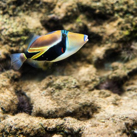 The Humuhumunukunukuapua’a is an interesting fish and not just because of its unique Hawaiian name. Check out these 5 facts about the Humuhumunukunukuapua’a. Trigger Fish Tattoo, Humuhumunukunukuapuaa Tattoo, Humuhumunukunukuapuaa Fish, Interesting Fish, Biology Aesthetic, Hawaii Fish, Trigger Fish, Hawaiian Fish, Fish Photos