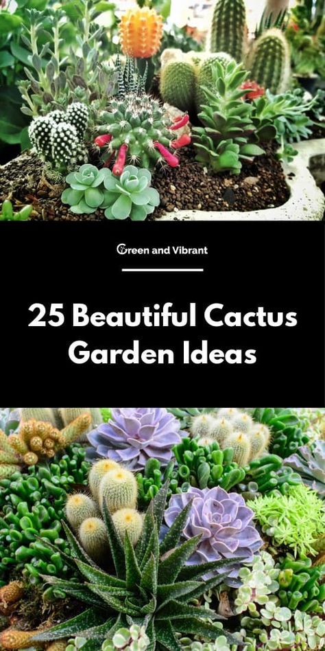 Cactus Garden Ideas, Indoor Cactus Garden, Cactus Garden Design, Cactus Ideas, Mini Cactus Garden, Cactus Garden Landscaping, Indoor Cactus Plants, Kinds Of Cactus, Rockery Garden