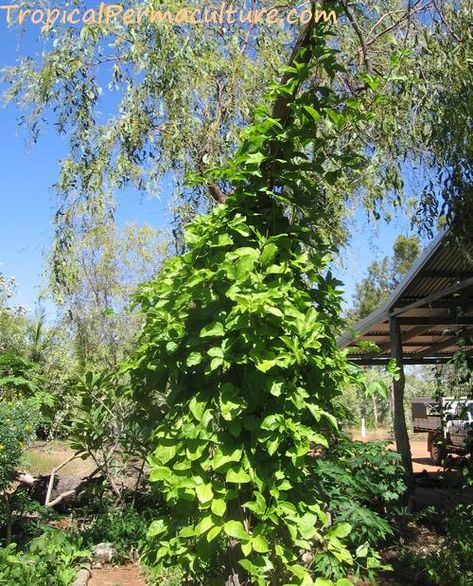 Grow Passionfruit Using Permaculture Methods Grow Passionfruit, Growing Passion Fruit, Fruit Growing, Edible Landscaping, Fruit Plants, To The Rescue, Passion Fruit, Glass House, Permaculture