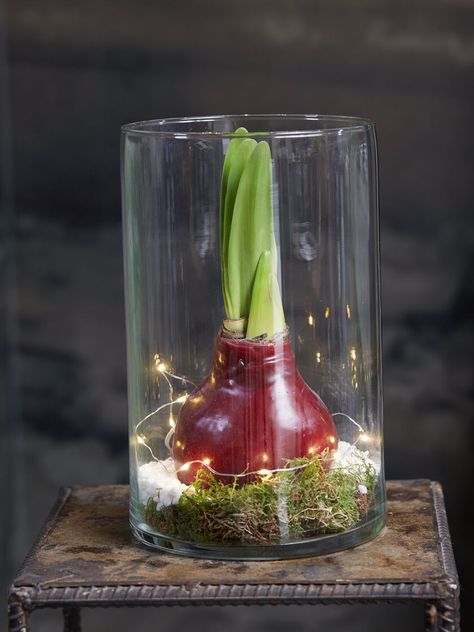 Easy Care Waxed Amaryllis Vase Kit Amaryllis Arrangement, Amaryllis Care, Amaryllis Christmas, Indoor Flowering Plants, Amaryllis Flowers, Amaryllis Bulbs, Flower Pot Design, Growing Plants Indoors, Big Plants