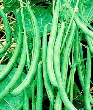 Q&A: What’s the secret to a successful crop of bush beans? | The Seattle Times Unusual Vegetables, Beautiful Vegetables, Green Bean Seeds, Balcony Roof, Long Beans, Beans Vegetable, Growing Garden, Vegetables To Grow, Asparagus Beans