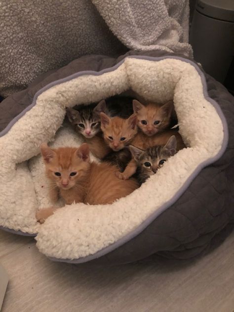 kitten litter, baby kittens, orange cat, cute cats Fragile Sanctuary, Loss Of Innocence, Kitten Litter, Orange Kitten, Baby Orange, Orange Kittens, Grey Kitten, Tabby Kitten, Orange Tabby Cats