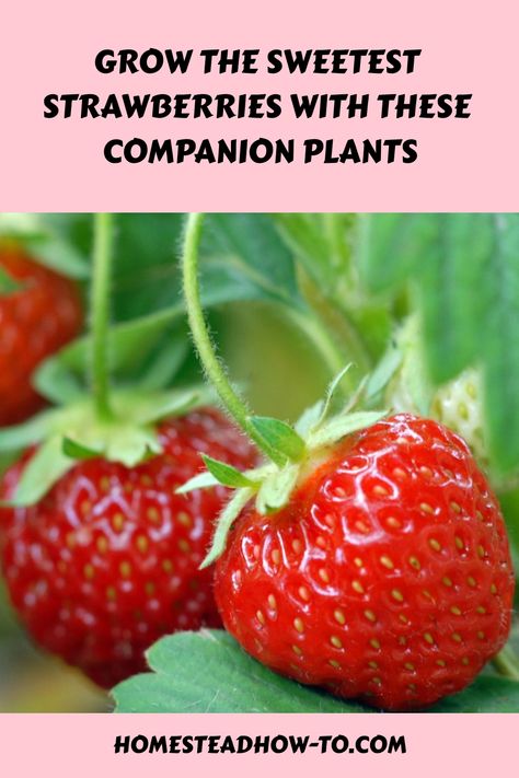 Growing strawberries with other plants is an effective way to enhance fruit size and health. Companion planting can attract beneficial insects and pollinators, essential for strawberries to produce fruit. Some companions also repel pests or Strawberry Plant Companion, Companion Plants For Strawberries, Companion Planting Strawberries, Homestead Planning, Strawberry Companion Plants, Companion Planting Chart, Growing Onions, Natural Pesticides, Strawberry Garden