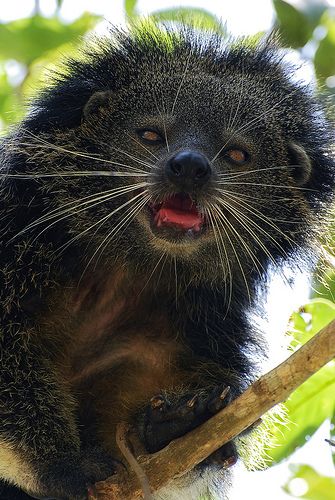 The nocturnal tree-living Binturong (Arctictis binturong), also known as the Palawan Bearcat, is neither a bear or a cat. It belongs to the same family as civets. by Red Salonga Interesting Animals, Unusual Animals, Rare Animals, Palawan, Weird Animals, Unique Animals, Animal Planet, Exotic Pets, Animal Photo