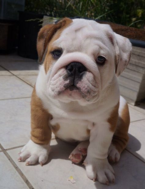 English Bulldog French Bulldog Facts, Cute Bulldog Puppies, Cute Bulldogs, English Bulldog Puppies, Bull Dogs, Old English Bulldog, English Bulldog Puppy, Foto Baby