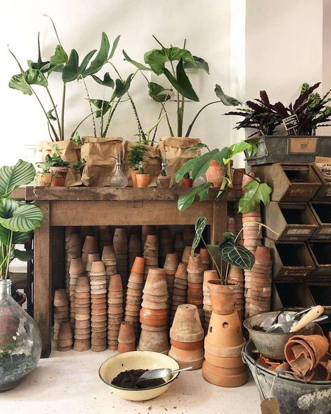 What the Flower: A Hair Salon and Plant Shop in Paris - Gardenista Flower Shop Interiors, Shop In Paris, Flower Shop Design, Deco Champetre, Flower Store, Plant Shop, Paris Shopping, Garden Shop, Cactus Flower