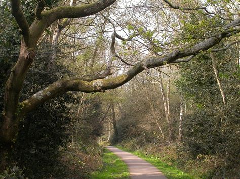 A footpath through Southampton Common Southampton Aesthetic, Southampton England, Heathrow, Life Well Lived, Sunderland, Stonehenge, Southampton, London Uk, First Night