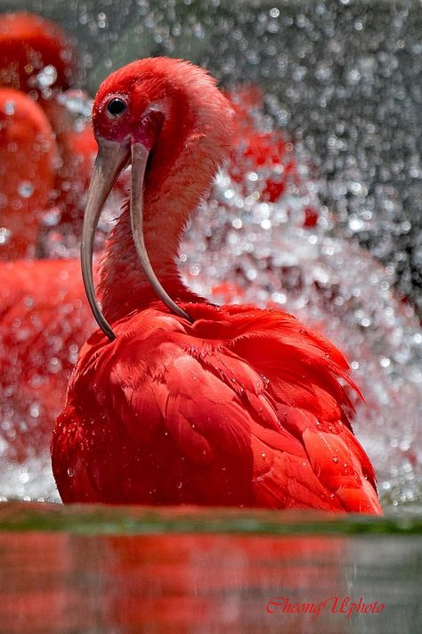 Scarlet Ibis Scarlet Ibis, Strange Animals, Texas State Parks, Shorebirds, Nature Birds, Weird Animals, Animals Of The World, Beautiful Creatures, Beautiful Birds