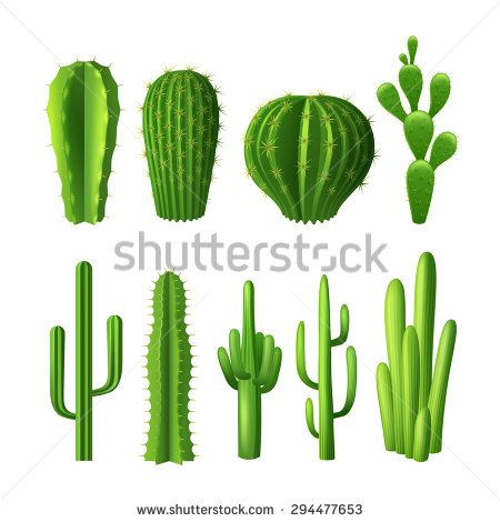 Different types of cactus plants realistic decorative icons set isolated vector illustration Cactus Mexico, Types Of Cactus Plants, Cactus Illustration, Cactus Planta, Cactus Types, Rock Textures, Cactus Design, Cactus Y Suculentas, Rod Pocket Curtain Panels