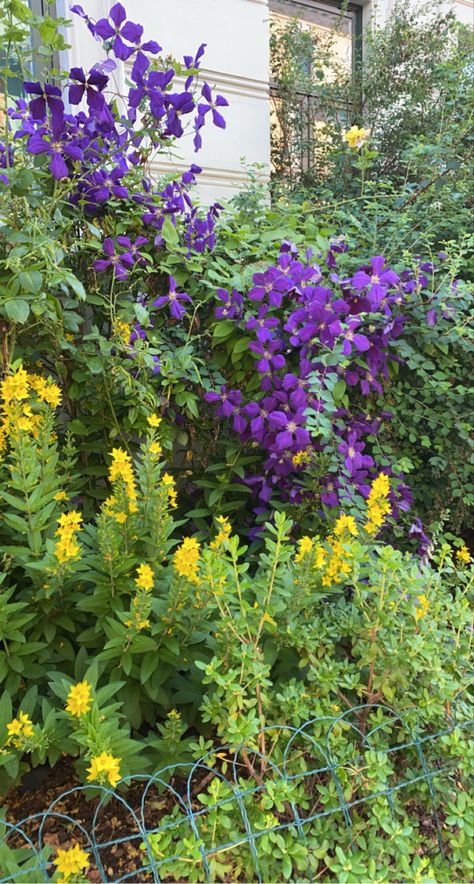 #flowers #grass #aesthetic #pretty #purple #yellow #garden #outside Grass Aesthetic, Flowers House, Yellow Garden, Aesthetic Pretty, Yellow And Purple, Pretty Purple, Flower Display, Yellow Purple, Purple Flower