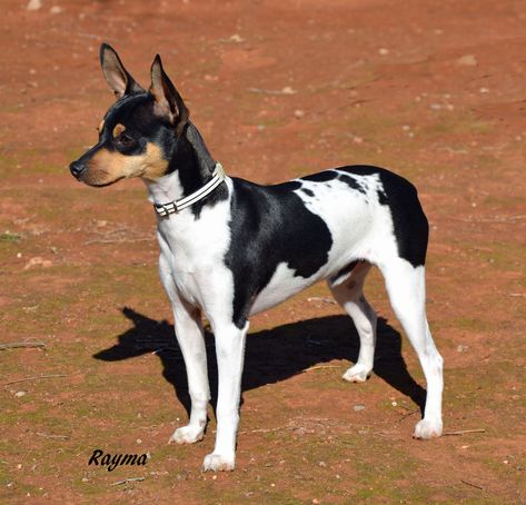 Dog Types, Rat Terrier Mix, Rat Terrier Dogs, Baby Chihuahua, Toy Fox Terriers, Rat Terrier, Crazy Dog Lady, Dog Lady, Hunting Dog