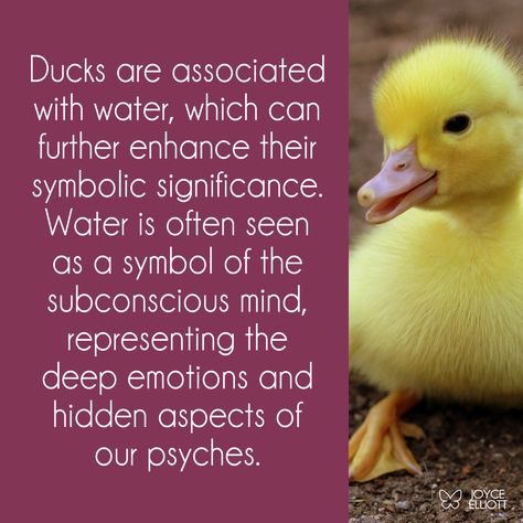 What do ducks symbolize, duck symbolism, duck meaning Duck Spirit Animal Meaning, Duck Symbolism, Spirit Animal Meaning, Totem Animals, Animal Meanings, Animal Spirit Guides, Animal Spirit, Animal Totem, Spirit Animals