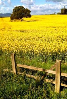 . Yellow Fields, Fields Of Gold, Lone Tree, Country Scenes, Country Charm, Beautiful Photos Of Nature, Country Art, Mellow Yellow, Flower Field