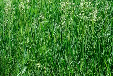 How to Grow and Care for Tall Fescue Grass Lawn Grass Types, Fescue Grass Seed, Tall Fescue Grass, Colorado Landscaping, Grass Seed Types, Clover Lawn, Rye Grass, Fescue Grass, Tall Fescue