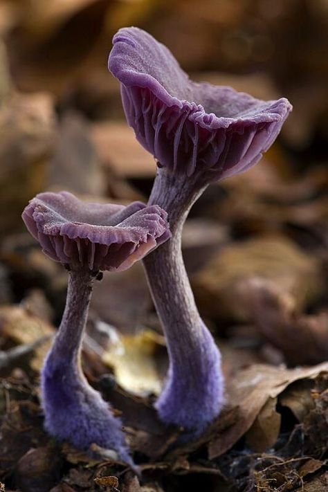 (T-DD) Laccaria amethystina, commonly known as the amethyst deceiver, is a small brightly coloured mushroom, that grows in deciduous as well as coniferous forests. The mushroom itself is edible, but can absorb arsenic from the soil. Wikipedia Lions Mane Benefits, Macro Photography Tips, Mushroom Pictures, Texture Photography, Mushroom Fungi, Mushroom Art, Wild Mushrooms, Green Nature, Yoga Lifestyle