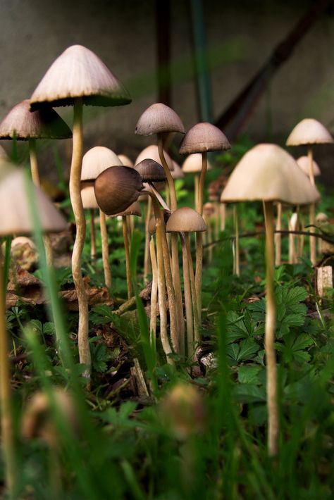 Explore PauPePro's photos on Flickr. PauPePro has uploaded 4194 photos to Flickr. Liberty Caps Mushroom, Shroom Forest, Liberty Caps, Woodland Mushrooms, Forest Ground, Psilocybin Mushrooms, Mushrooms Growing, Lichen Moss, Nature Tattoo