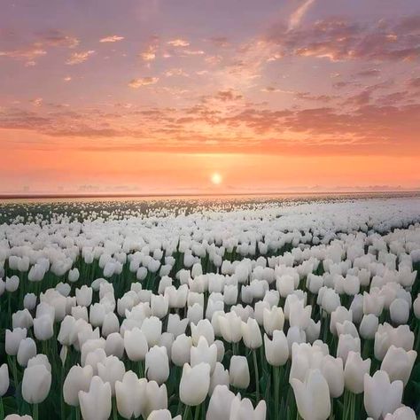 White Tulips, Tulips, Beautiful Flowers, Audio, Sun, Flowers, On Instagram, White, Instagram