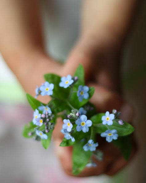 Flowers For You, Love Blue, Little Flowers, Foto Inspiration, Forget Me Not, Love Flowers, My Flower, Pretty Flowers, Spring Time