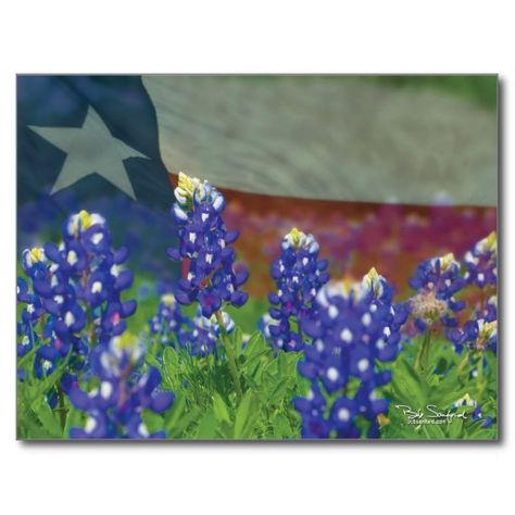 Texas Bluebonnets Art, Texas Strong, Texas Forever, Texas Bluebonnets, Flag Painting, Texas Art, Texas Flag, Texas Flags, Blue Bonnets