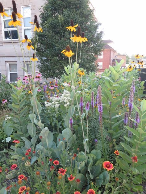 Prairie Wildflower Garden, Pollinator Rain Garden, Pollinator Garden Front Yard, Zone 9 Pollinator Garden, Prairie Planting Small Garden, Re Wilding Garden, Milkweed Garden Layout, Native Pollinator Garden Design, Backyard Meadow Garden