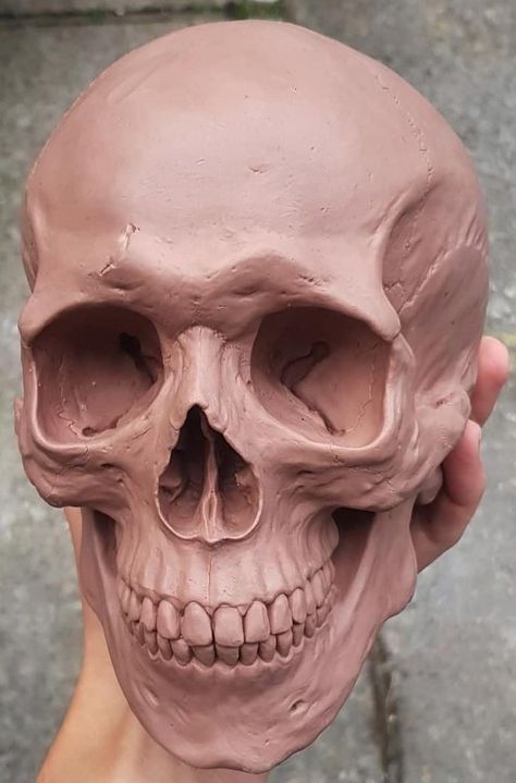 Clay Skull, Skull Anatomy, Skull Reference, Anatomy Sculpture, Human Sculpture, Sculpture Art Clay, Skulls Drawing, Human Anatomy Art, Tanah Liat