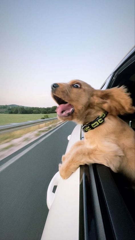 Dog Head Out Window, Cute Dogs Being Funny, Cute Funny Puppies, Cute Dogs Photos, Dogs Being Funny, Dog In Car, Cute Dogs Funny, Red Dogs, Dogs Aesthetic