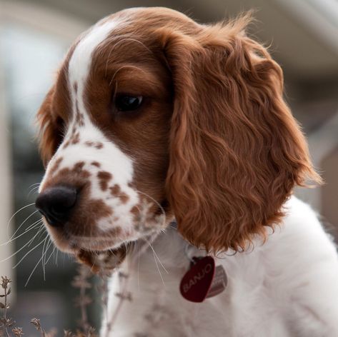 Banjo ~ Welsh Springer Spaniel Pup ~ Classic Look Springer Spaniel Puppies, Welsh Springer Spaniel, Springer Spaniels, Spaniel Puppies, Spaniel Dog, Springer Spaniel, Weiner Dog, Medium Dogs, Banjo