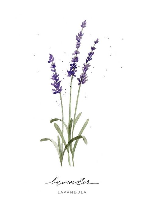 Lavender Herb, Lavender Flowers, Giclée Print, Watercolor Painting, Lavender, Art Design, Writing, Flowers, Design