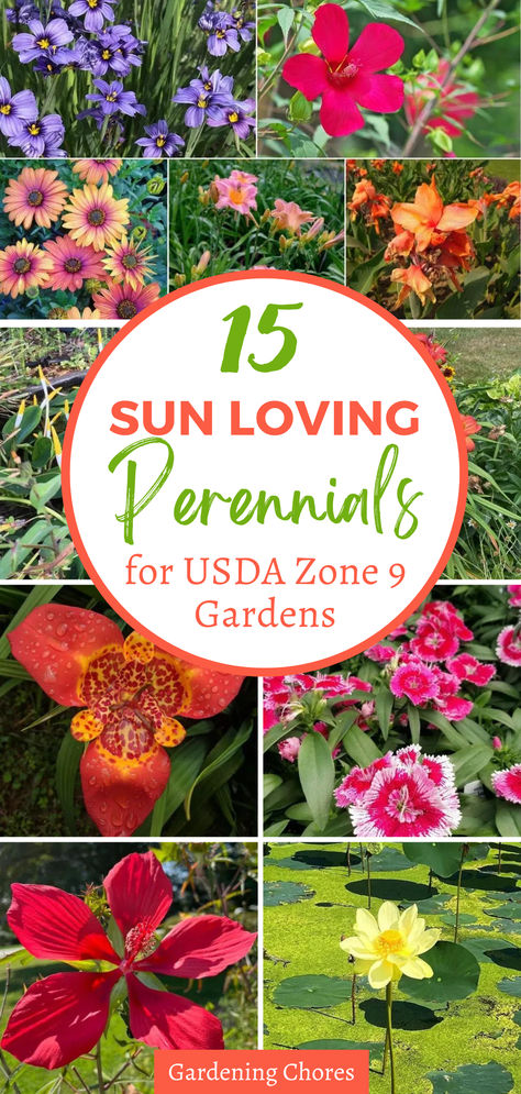 15 Sun-Loving Perennials Full Sun Zone 9 Plants, Zone 9 Perennials Garden Ideas, Flowers For Zone 9, Zone 9 Flower Gardening Texas, Zone 9 Perennials Full Sun, Zone 9b Flower Garden, Full Sun Landscaping Ideas Front Yard Zone 9, Cottage Garden Zone 9, Florida Perennials Full Sun