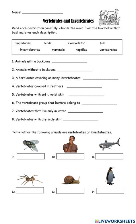 Vertebrates And Invertebrates Project, Invertebrates Activities For Kids, Vertebrates And Invertebrates Activities, Vertebrates Worksheets, Vertebrates And Invertebrates Worksheets, Vertebrate And Invertebrate Animals, Invertebrates Worksheet, Classification Of Vertebrates, Invertebrates And Vertebrates