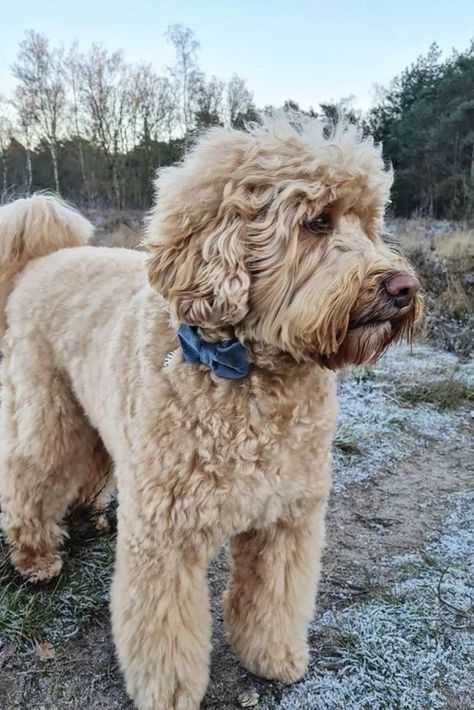 How Much Does A Labradoodle Cost? (Real Breeder Prices) | PupTraveller Labradoodle Vs Goldendoodle, Red Labradoodle, F1b Labradoodle, White Labradoodle, Chocolate Labradoodle, Black Labradoodle, Dog Hammock For Car, Designer Dogs Breeds, Dog Crossbreeds