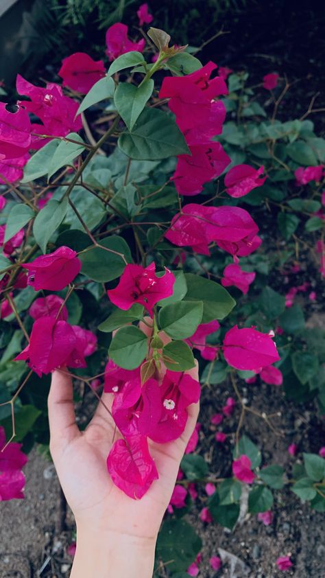 Moonlight Photography, Red Roses Wallpaper, Nature Photography Flowers, Snap Streak Ideas Easy, Vintage Flowers Wallpaper, Instagram Creative Ideas, Sky Photography Nature, Pola Kartu, Flowers Photography Wallpaper