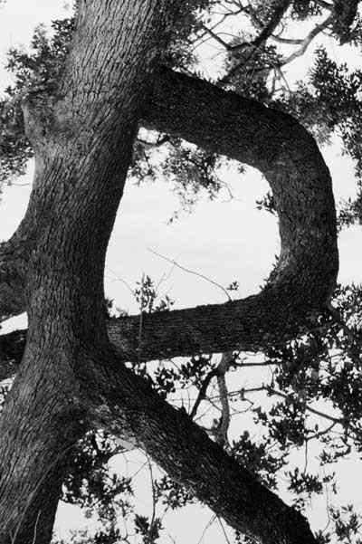 " R " SHAPED TREE Tree Alphabet Letters, Letters In Architecture, Letters In Nature Photography, Letters In Nature, Photography Alphabet, Tree Letters, Alphabet Art Photography, Letters Photography, Letter Pictures