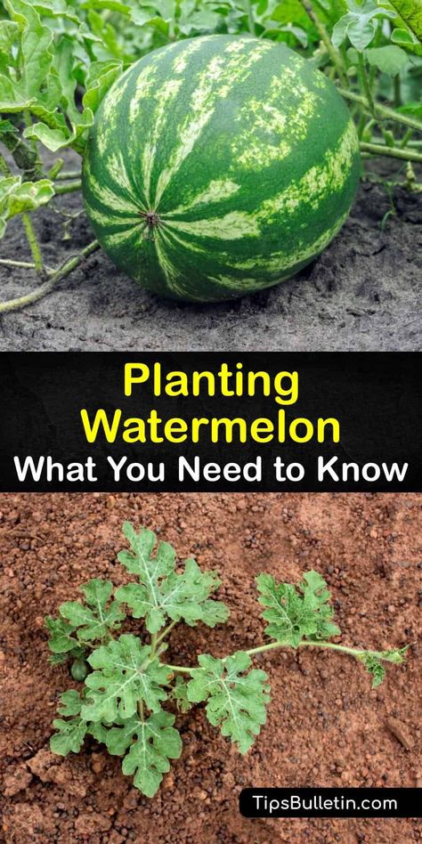 Growing Watermelon In Raised Beds, Watermelon Garden Trellis, When To Plant Watermelon Seeds, Cantaloupe Growing Tips, Watermelon Seeds Planting, Best Way To Grow Watermelon, Watermelon Planting Tips, Watermelon Growing Tips, Growing Watermelon In Container