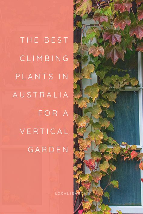 Don't have a lot of space for a garden? Why go across when you can go up! Vertical gardens are the latest craze ensuring everyone can at least have some greenery in their lives.  We share different climbing plants ideal for vertical gardens in Australia, including some vegetables.   #gardening #verticalgarden #climbingplants #Australiangarden #gardencare #gardentips #garden #indoorplants #balconyplants #balconygarden Best Climbing Plants, Balcony Plants, Australian Garden, Vertical Gardens, Garden Care, Climbing Plants, Shade Plants, Green Garden, Veggie Garden