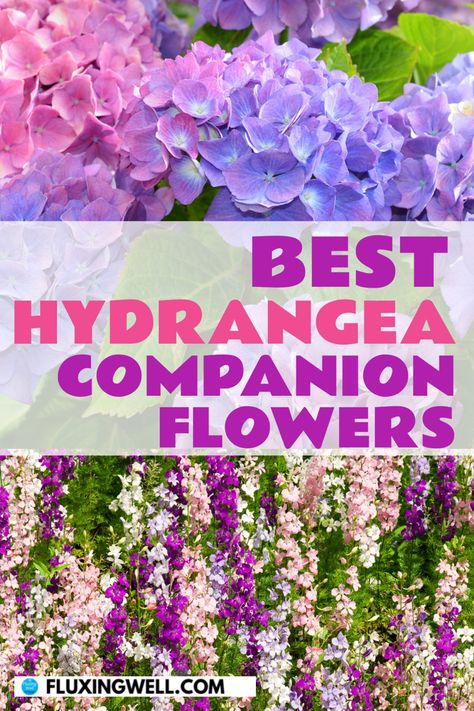 Hydrangeas and delphiniums, one of the best hydrangea companion flowers Landscape Ideas Hydrangea Plants, Garden Hydrangeas Landscape, Roses And Hydrangeas Garden, Annabelle Hydrangea Companion Plants, Companion Plants For Hydrangeas, Hydrengas Garden Ideas, Hydrangea Garden Ideas, What To Plant With Hydrangeas, Summer Crush Hydrangea