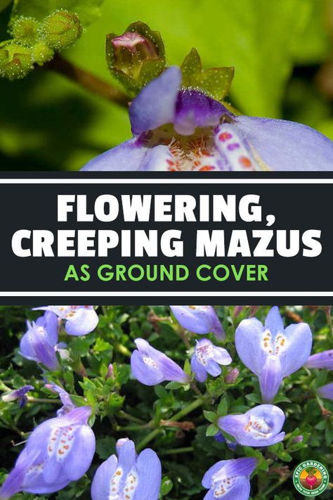 Mazus Reptans, Lawn Replacement, Plant For Beginners, Small Garden Layout, Playground Landscaping, Shade Flowers, Garden Bulbs, Ground Cover Plants, Backyard Inspiration